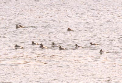 Common Goldeneye