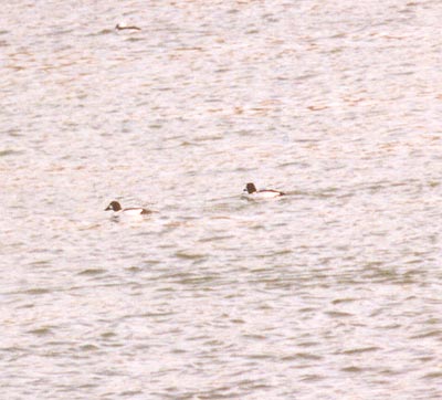 Common Goldeneye