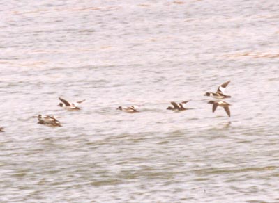 Common Goldeneyes