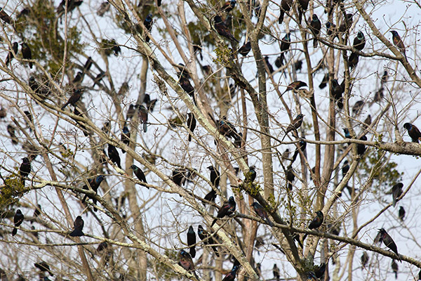 Grackles