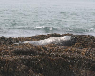 grayseal2