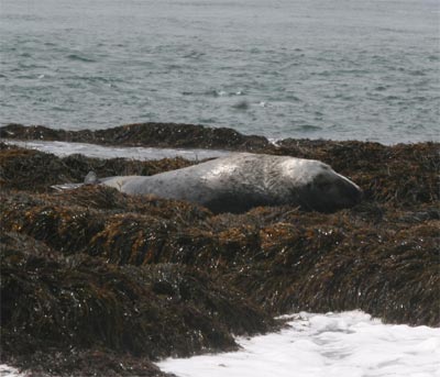 grayseal3