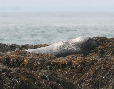 grayseal4
