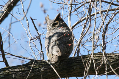 Great Horned Owls