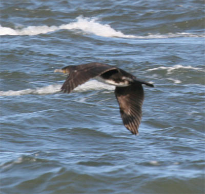 Great Cormorant Flying