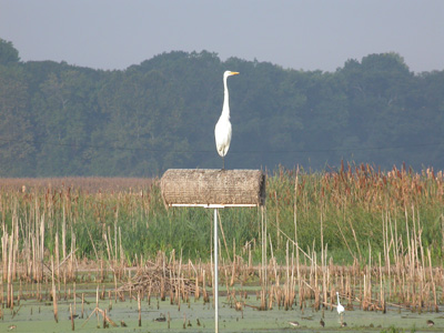 Great Egret