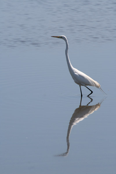 Great Egret