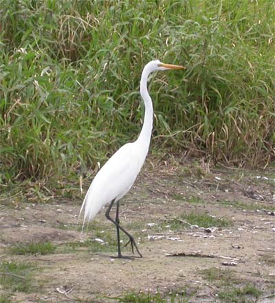 Great Egret