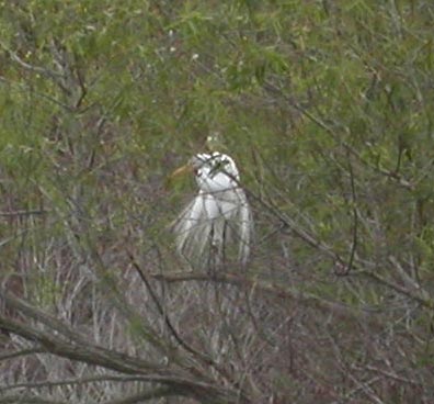 Great Egret