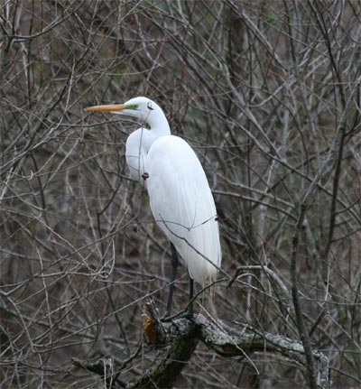 Great Egret