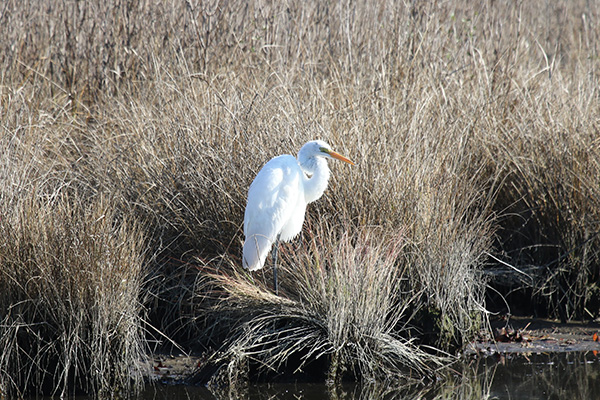 Great Egret