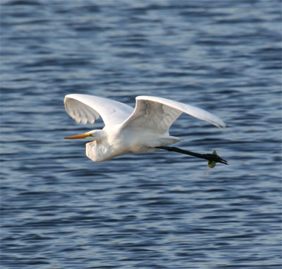 Great Egret