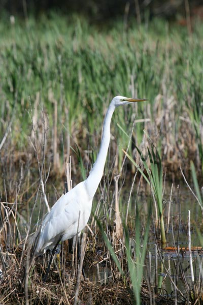 Great Egret