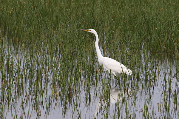 Great Egret