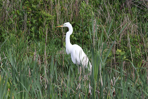 Great Egret