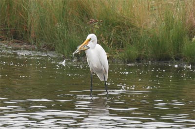 Great Egret