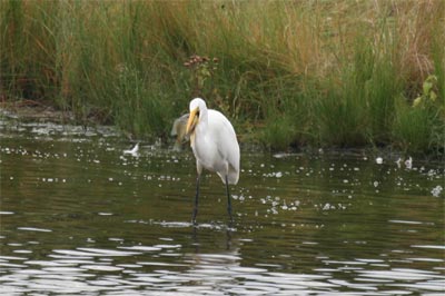 Great Egret