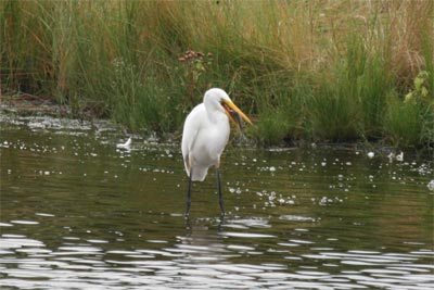 Great Egret