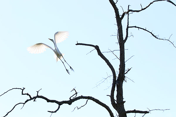 Great Egret