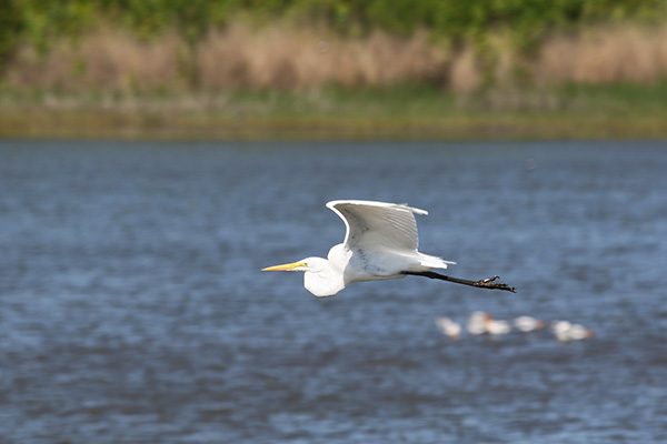 Great Egret