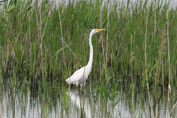 Great Egret