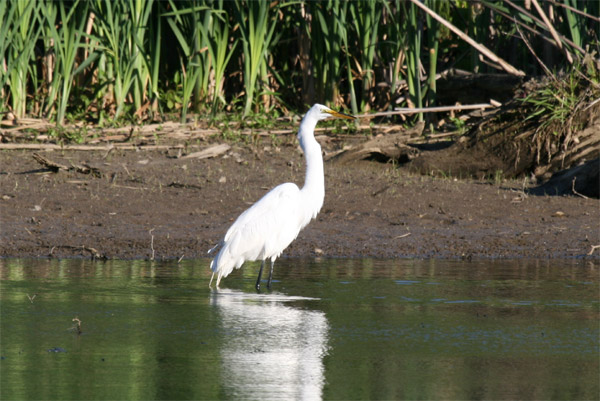 Great Egret