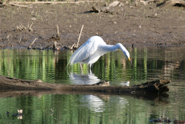 Great Egret