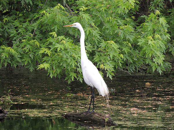 Great Egret