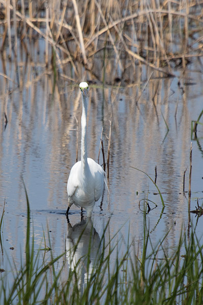 Great Egret