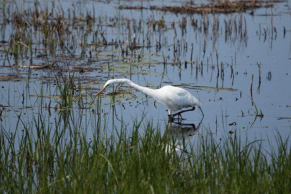 Great Egret