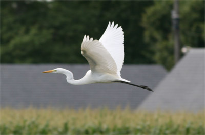 Great Egret