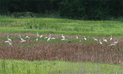 Great Egrets