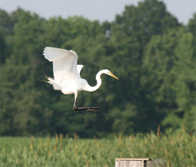 Great Egret