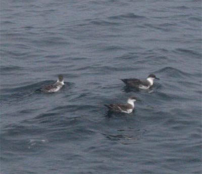 Greater Shearwaters