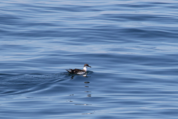 Greater Shearwater