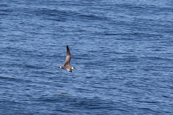 Greater Shearwater