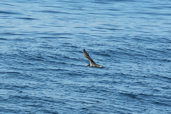 Greater Shearwater