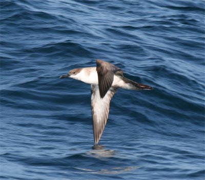 Greater Shearwater