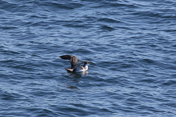 Greater Shearwater