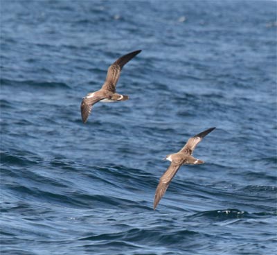 Greater Shearwater