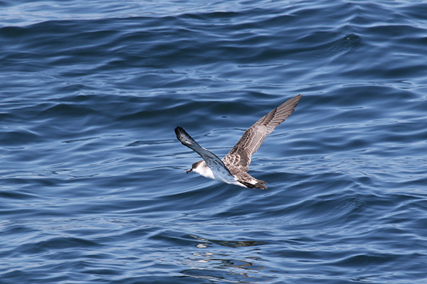 Greater Shearwater