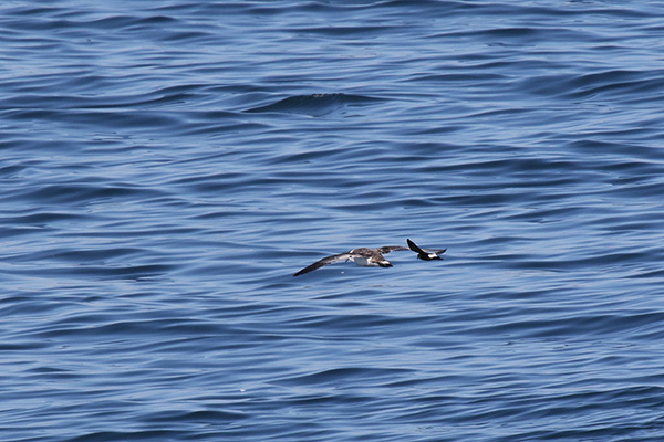 Greater Shearwater