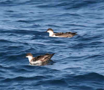 Greater Shearwater