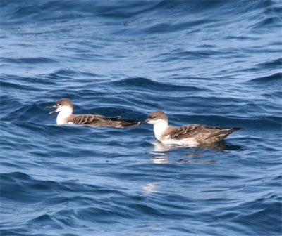 Greater Shearwater