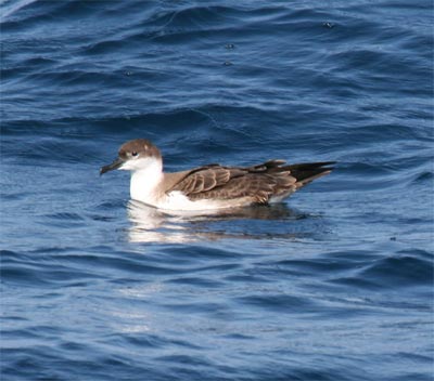 Greater Shearwater