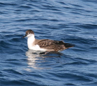 Greater Shearwater