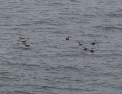 Greater Shearwaters