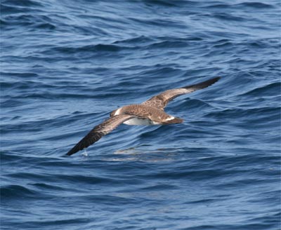 Greater Shearwater