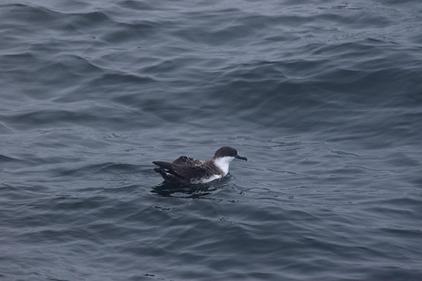 Greater Shearwater