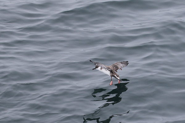 Greater Shearwater